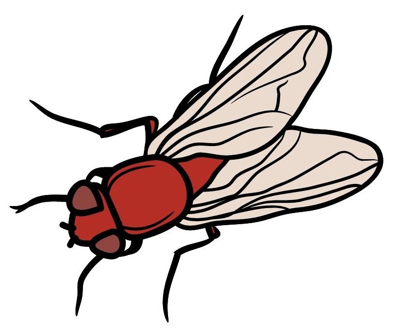 La mouche rousse se mouche sur la mousse.