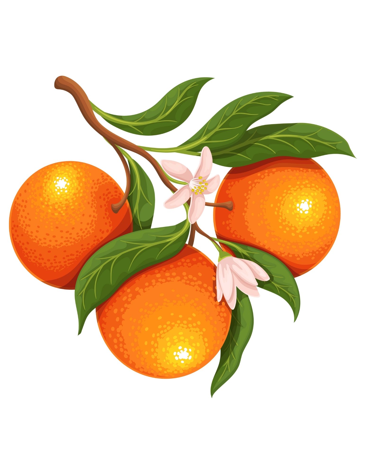 Mardi matin, Martin a mangé mes meilleures mandarines.